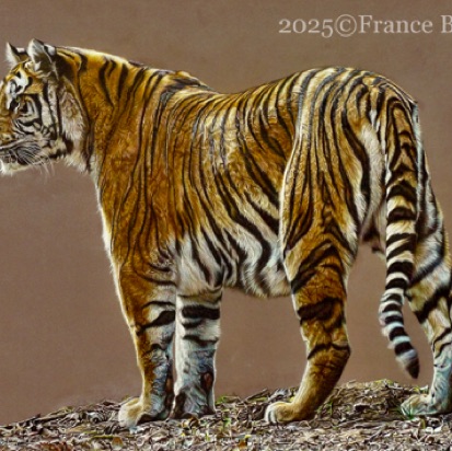Full tiger - 110 hours 
Brown Pastelmat board
19" x 27"
Ref.: Anne Noël